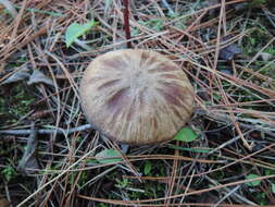 Imagem de Tricholoma orirubens Quél. 1872