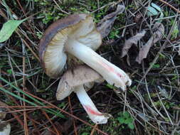 Imagem de Tricholoma orirubens Quél. 1872