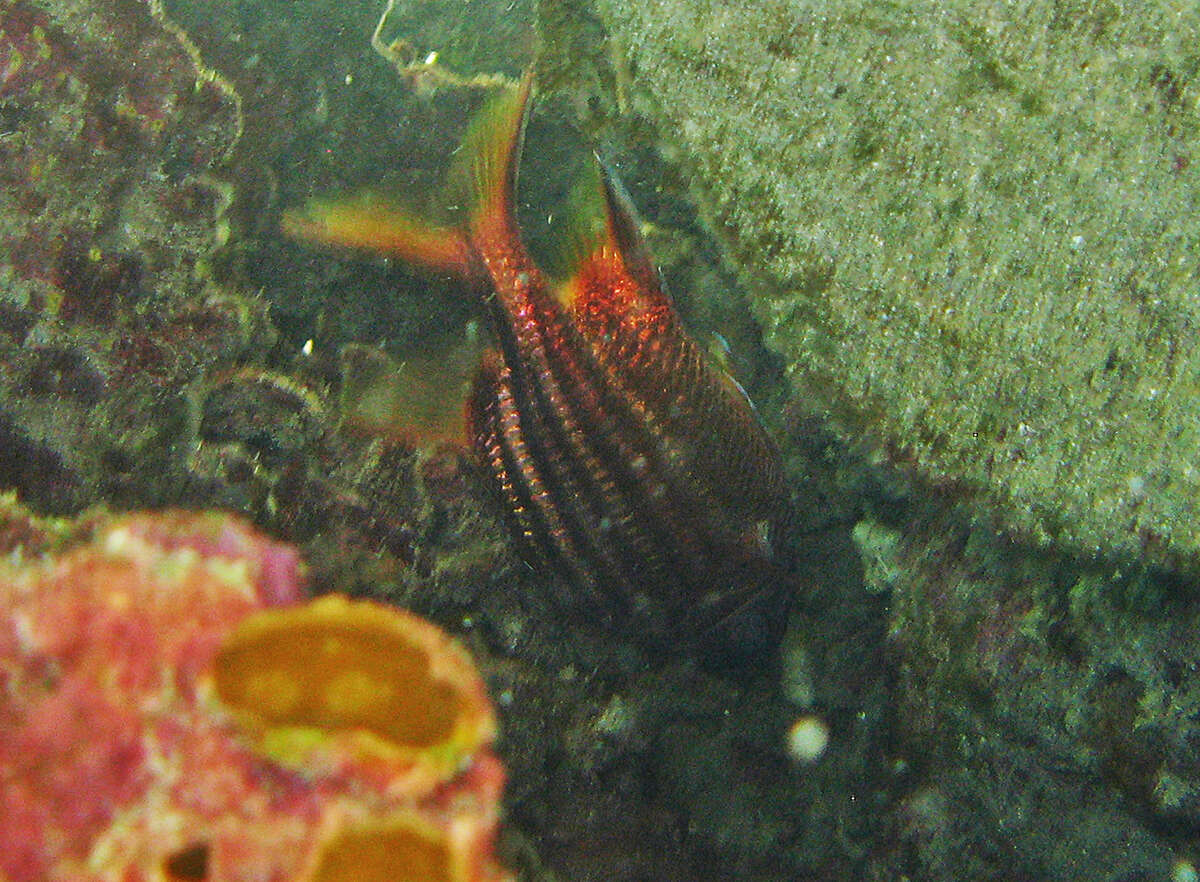 Image of Seychelles squirrelfish