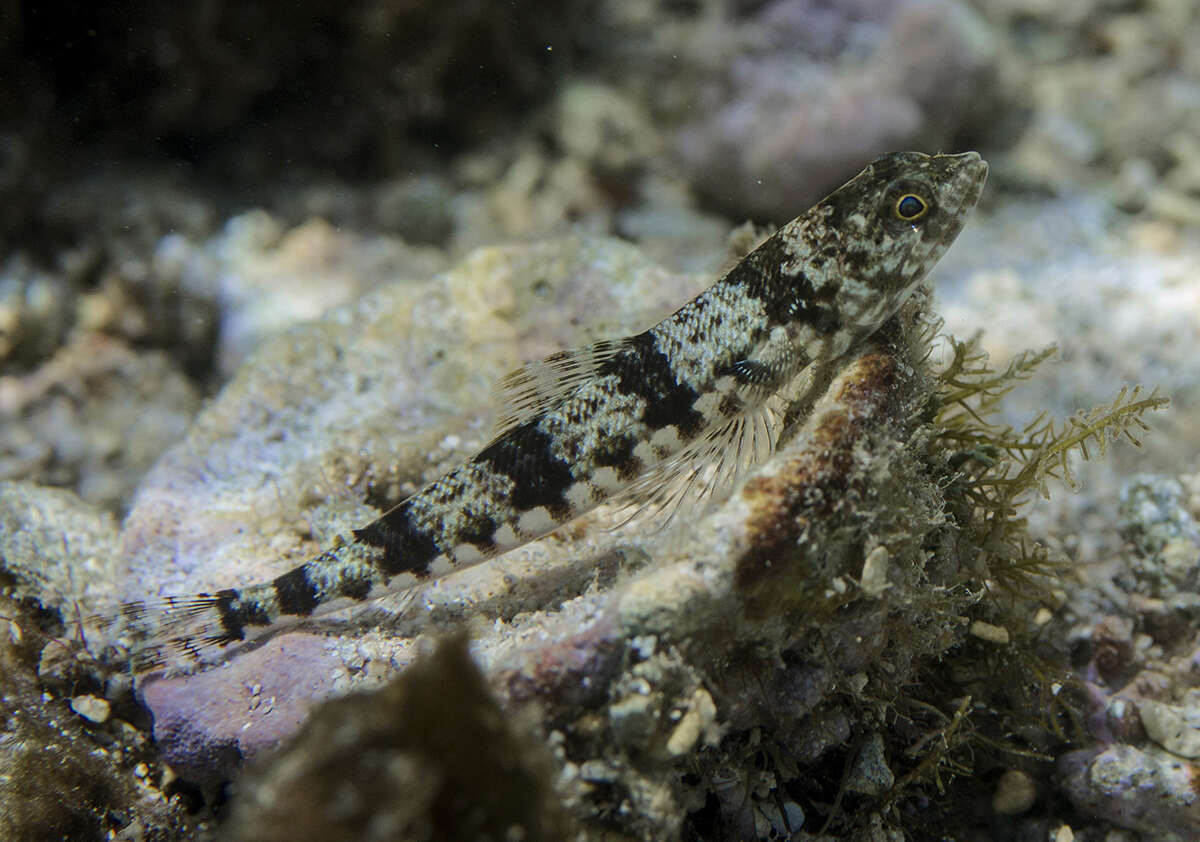 Image of Two-spot lizard fish