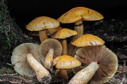 Imagem de Gymnopilus viridans Murrill 1912