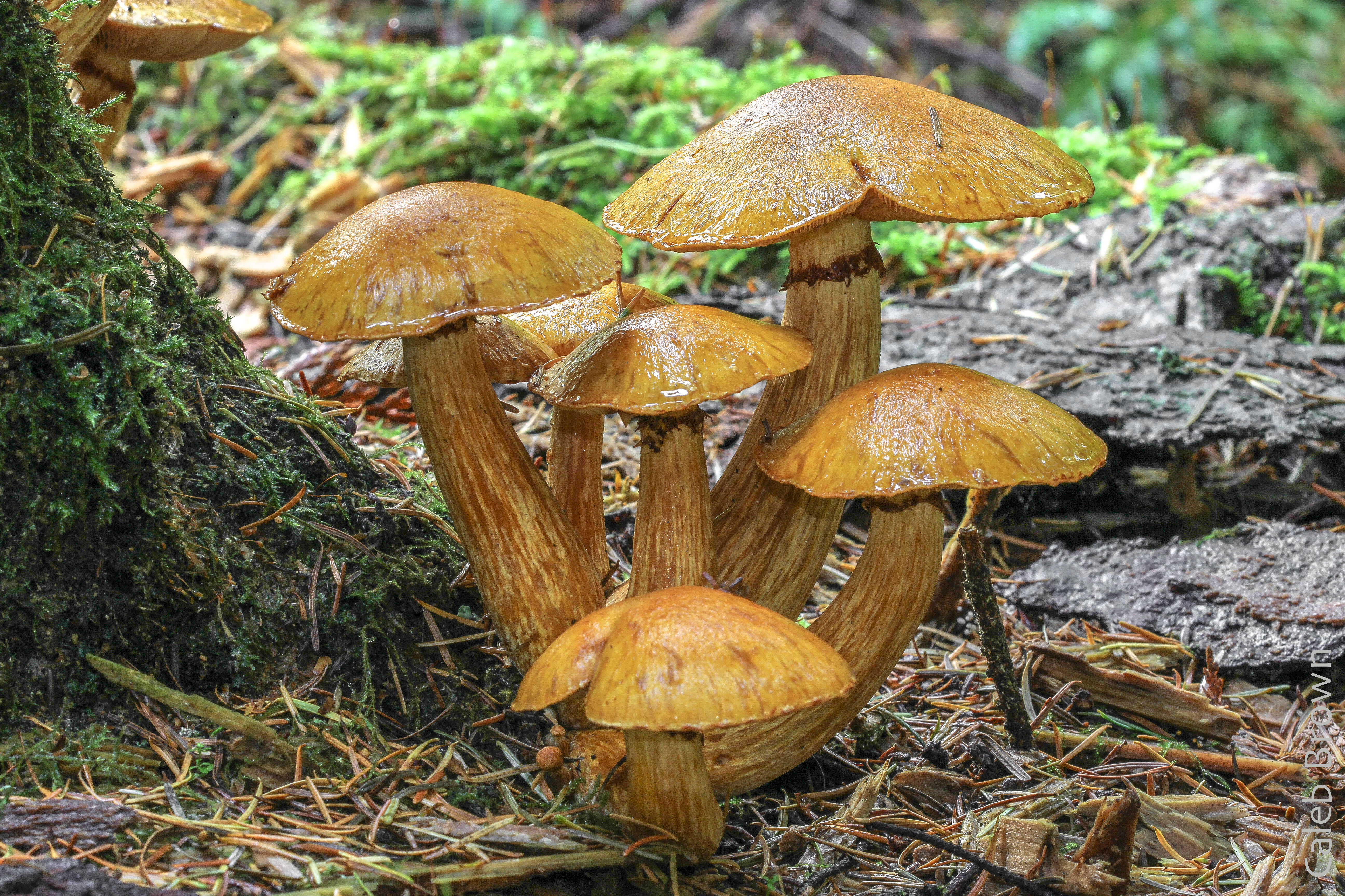 Imagem de Gymnopilus viridans Murrill 1912