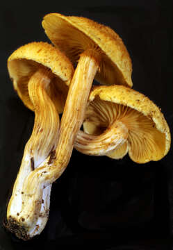 Image of Gymnopilus lepidotus Hesler 1969