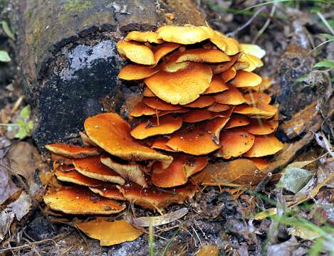 Image of Gymnopilus lepidotus Hesler 1969