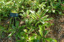 Image of foolproofplant