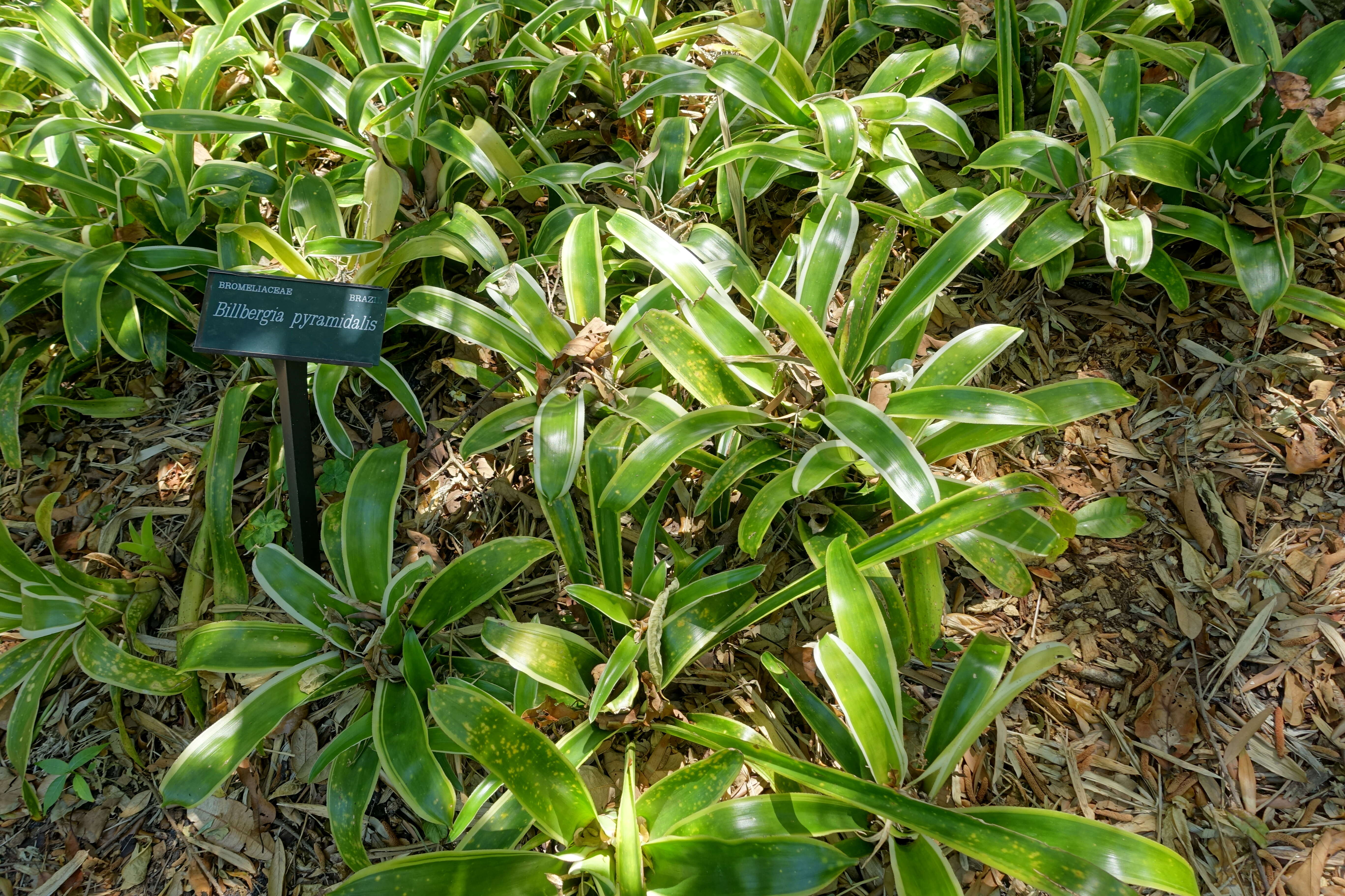 Image of foolproofplant