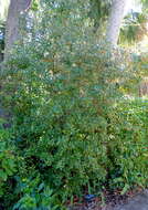 Image of Jamaican Capertree