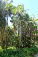 Image of Puerto Rico silver palm