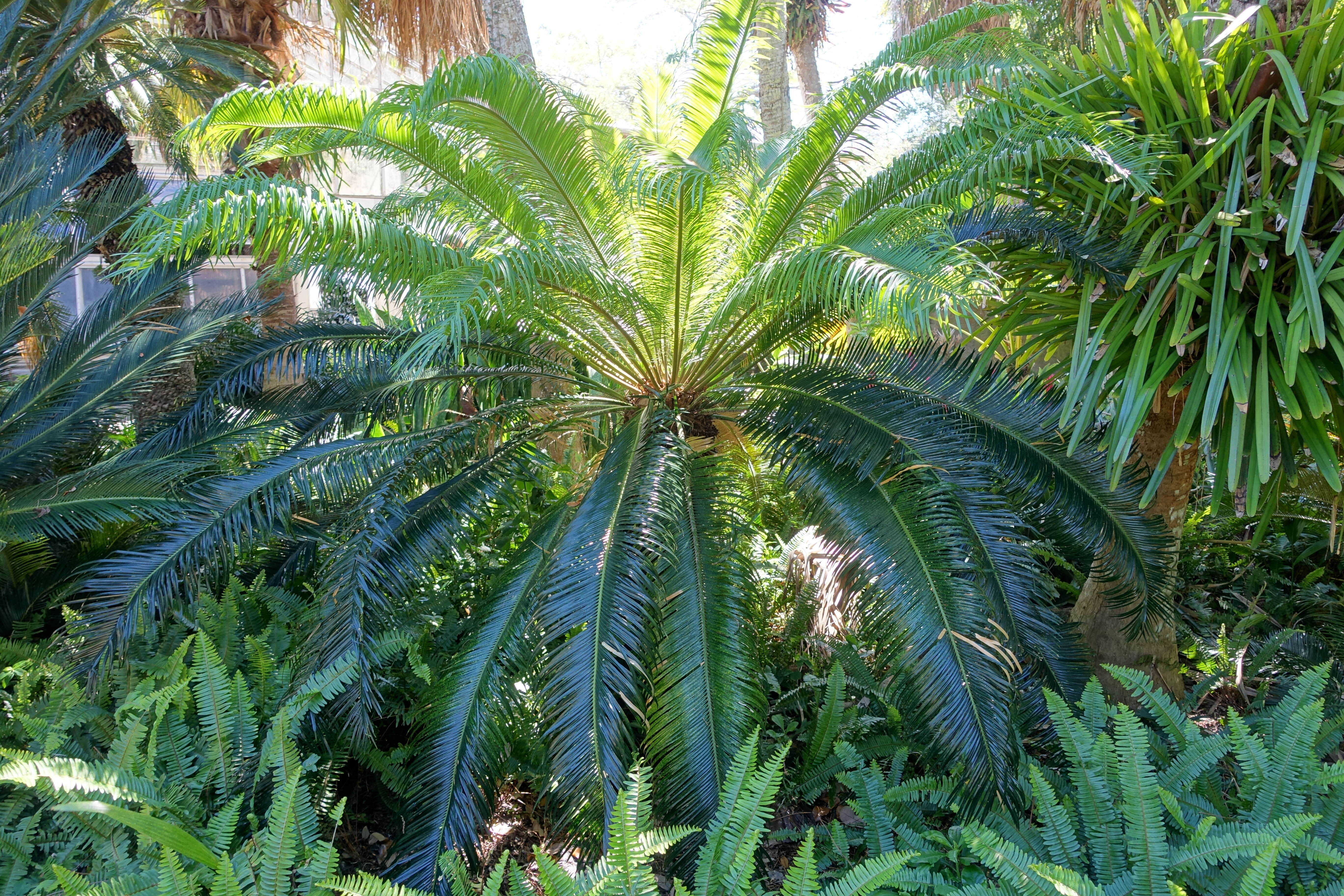 Image of Cycad