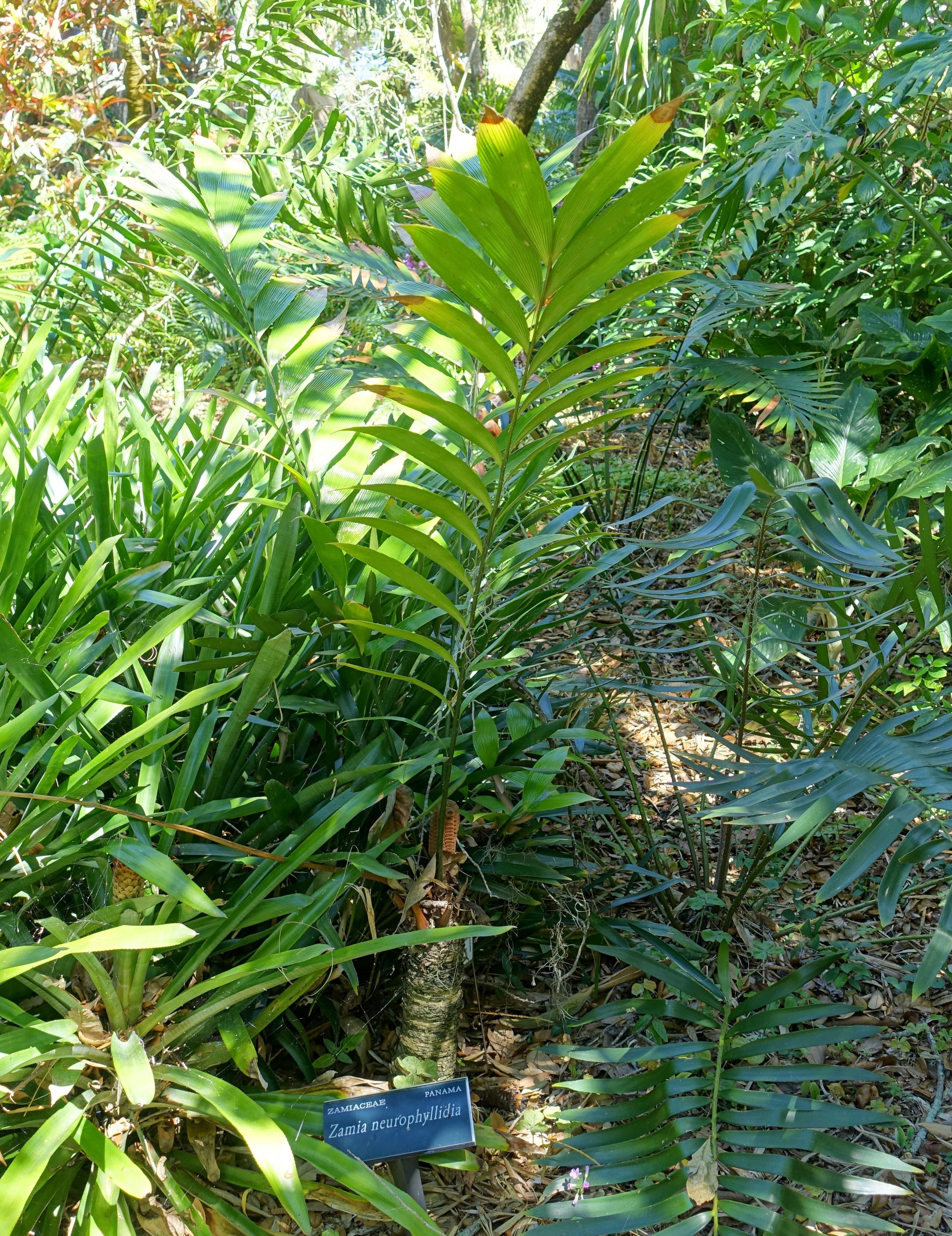 Image of Zamia neurophyllidia D. W. Stev.