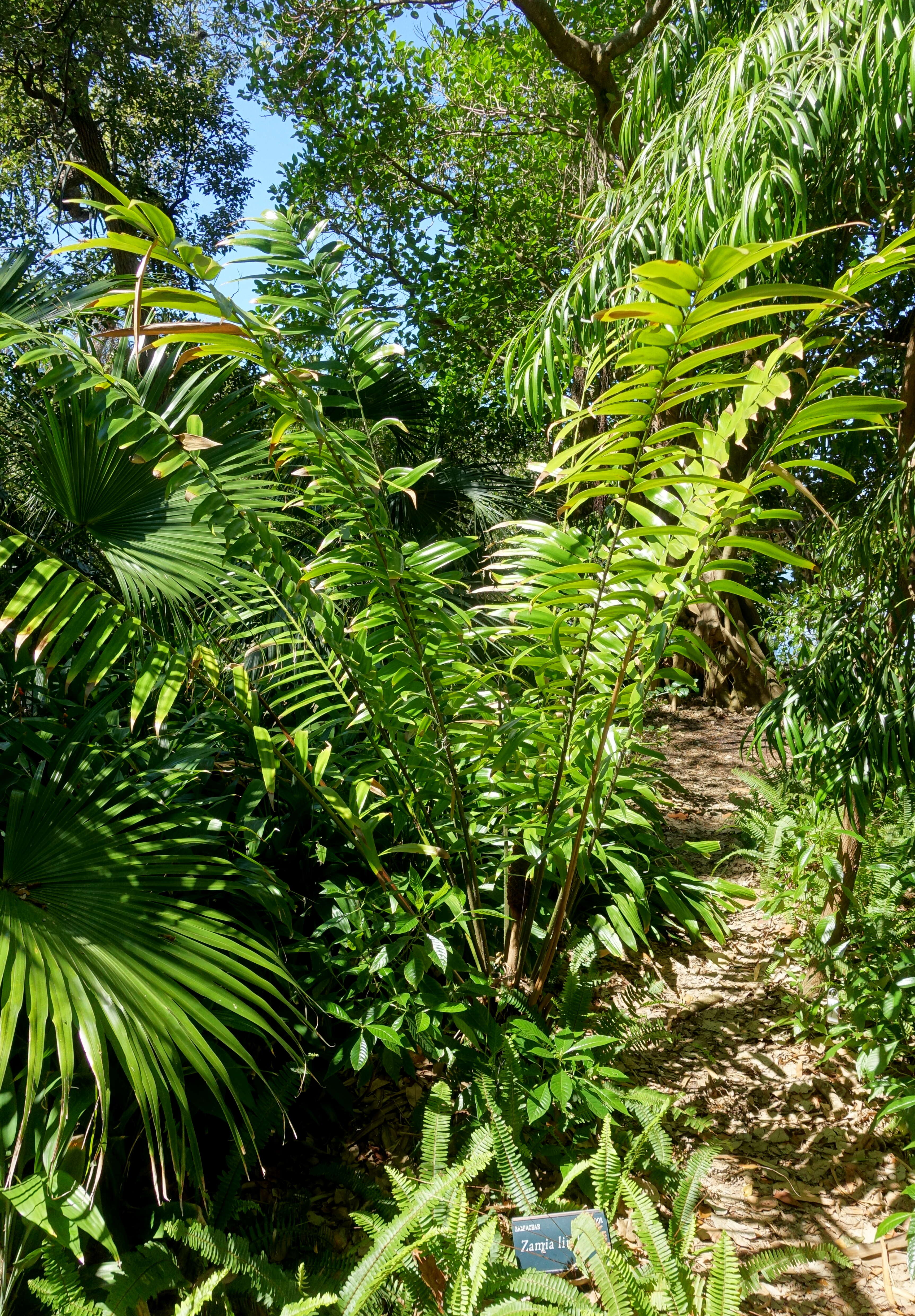 Image of Zamia poeppigiana Mart. & Eichler