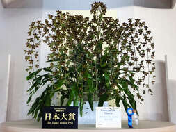 Grammatophyllum martae Quisumb. ex Valmayor & D. Tiu的圖片