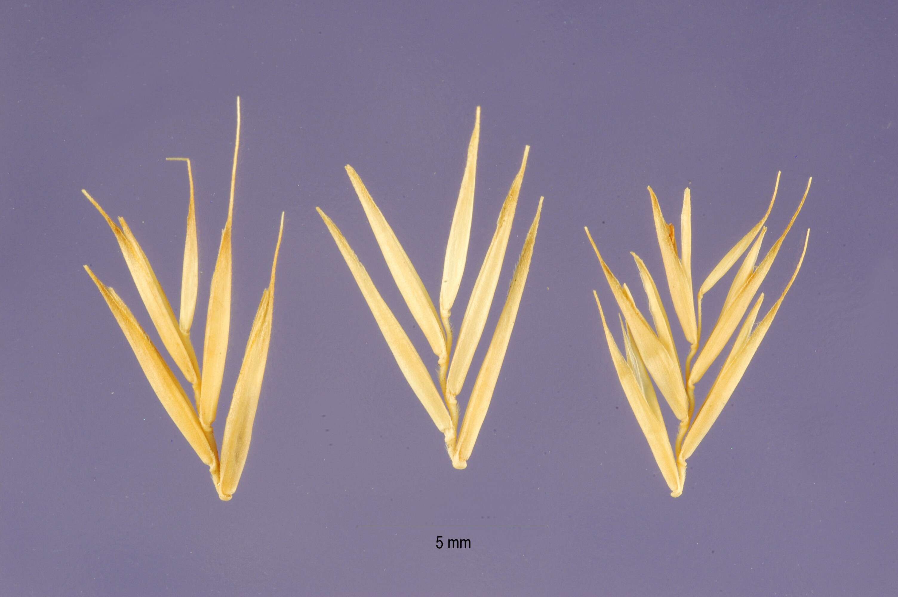 Image of variousleaf fescue