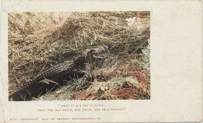 Image of alligators