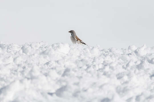 Image of Snow Finch