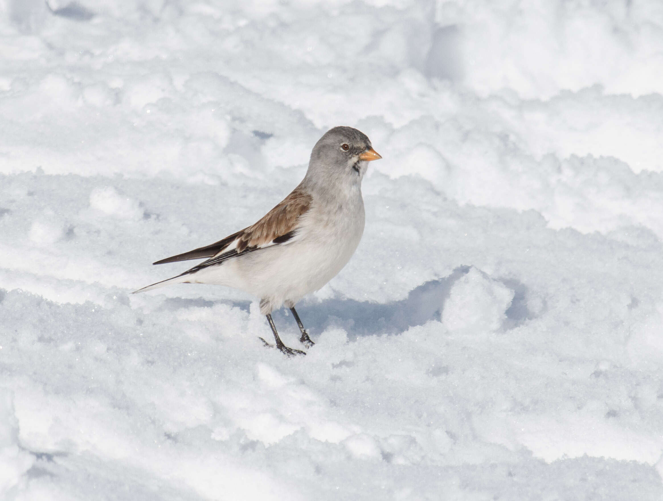 Image of Snow Finch