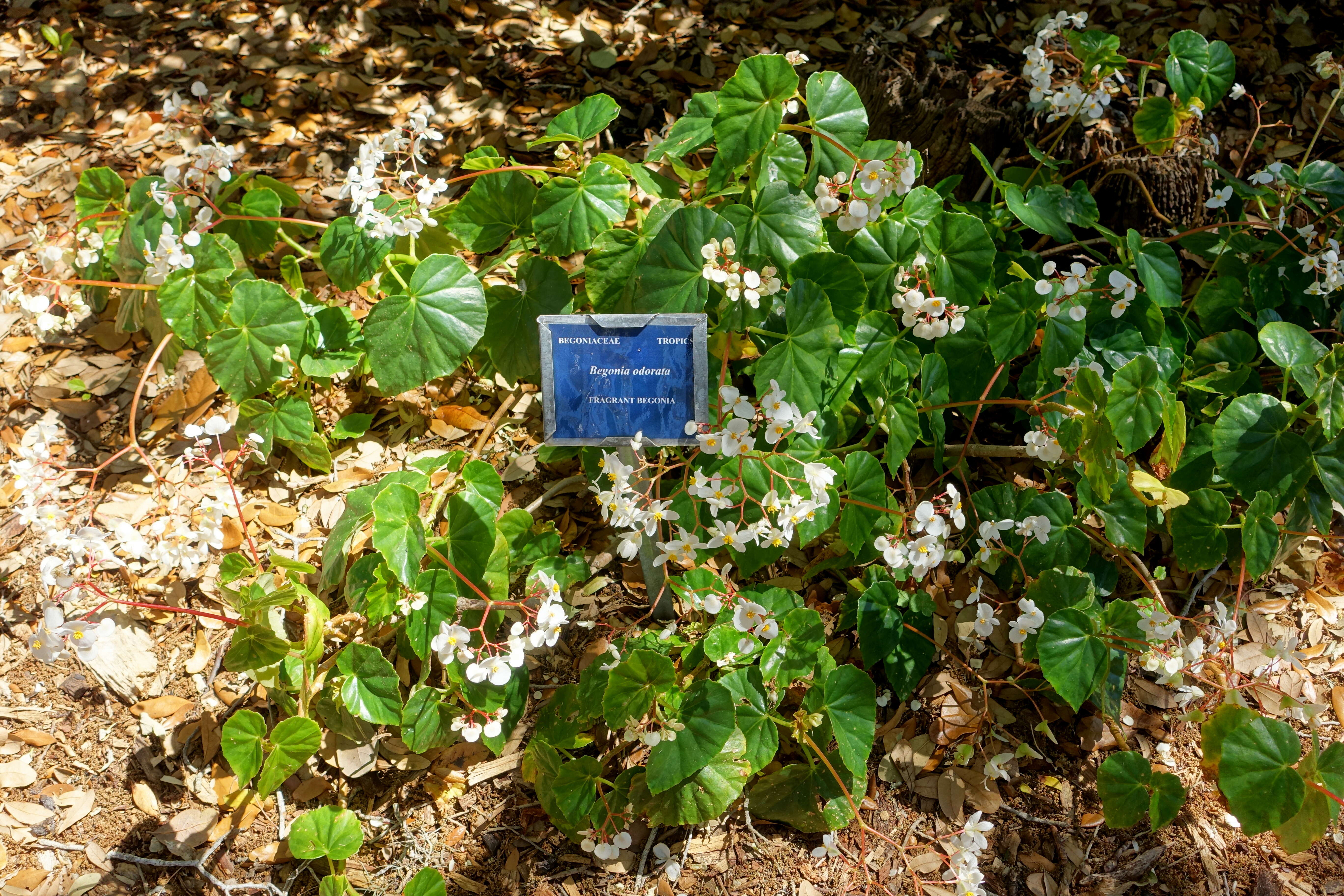 Слика од Begonia obliqua L.