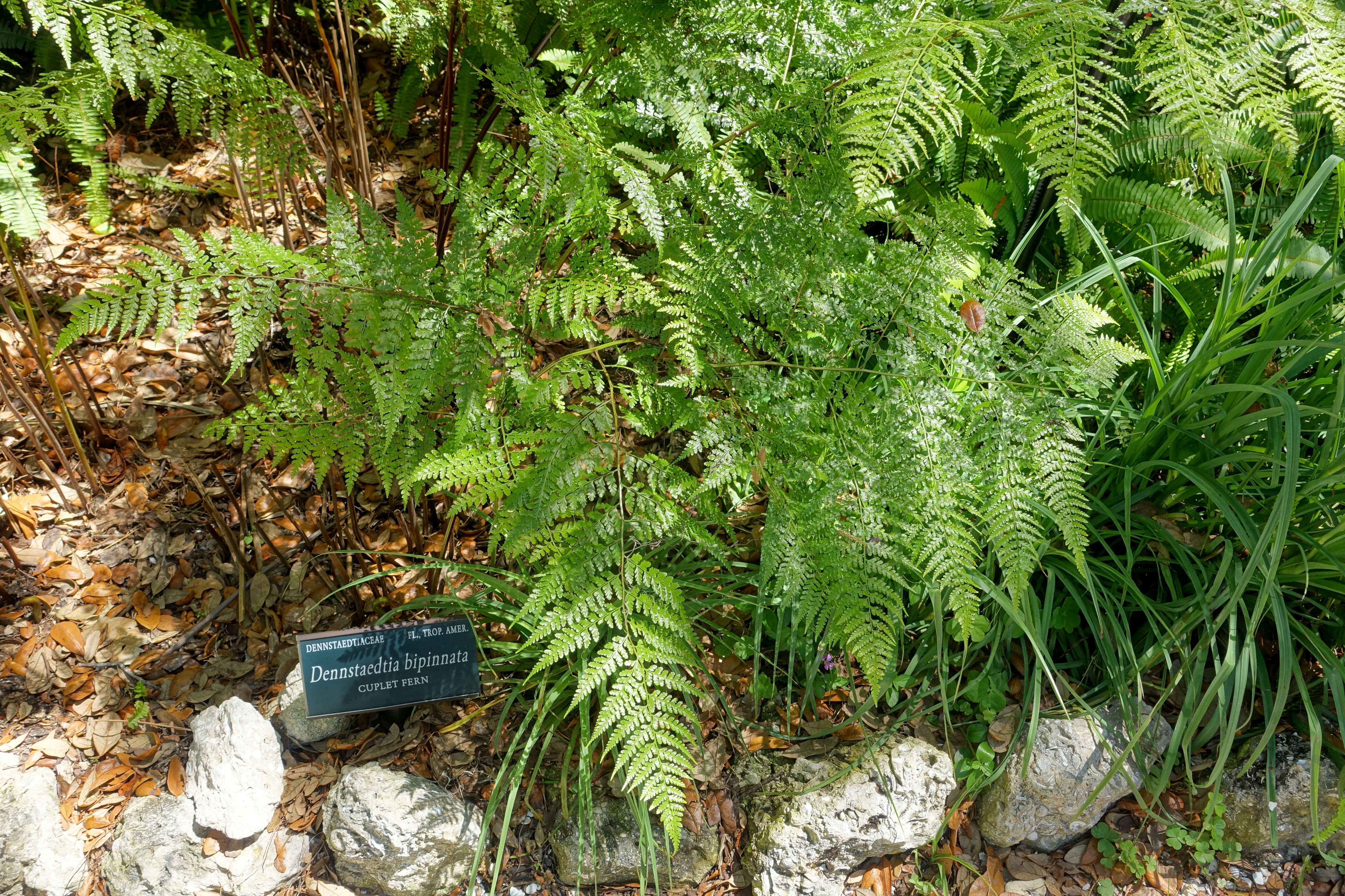 Image of cuplet fern