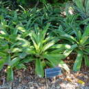 Image of Neoregelia correia-araujoi E. Pereira & I. A. Penna