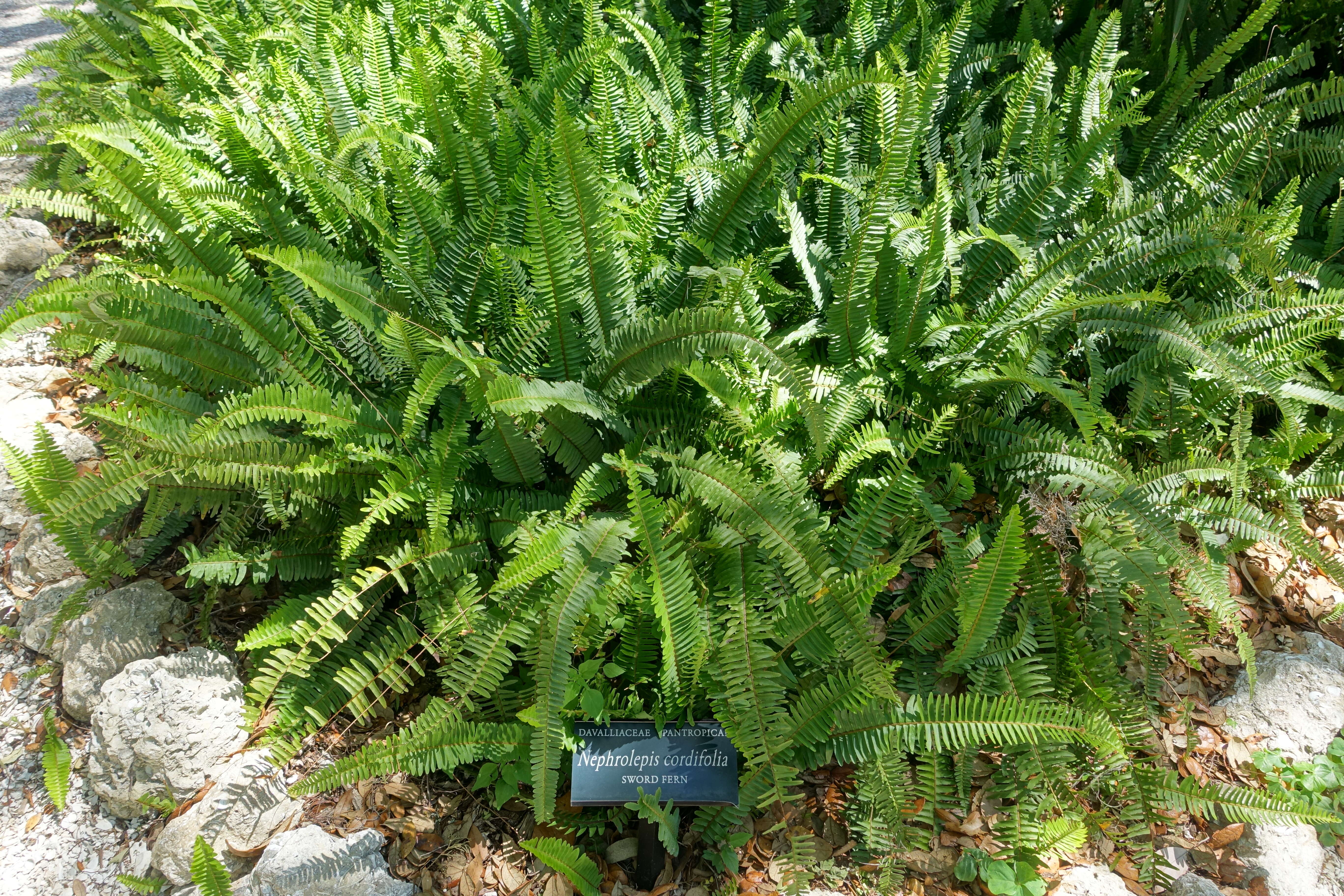 Image of narrow swordfern