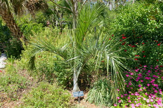 Image of Florida cherry palm