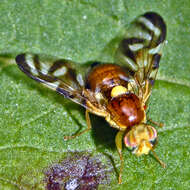 Image of Celery Fly