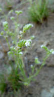 صورة Cryptantha pterocarya (Torr.) Greene