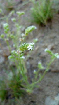 Plancia ëd Cryptantha pterocarya (Torr.) Greene