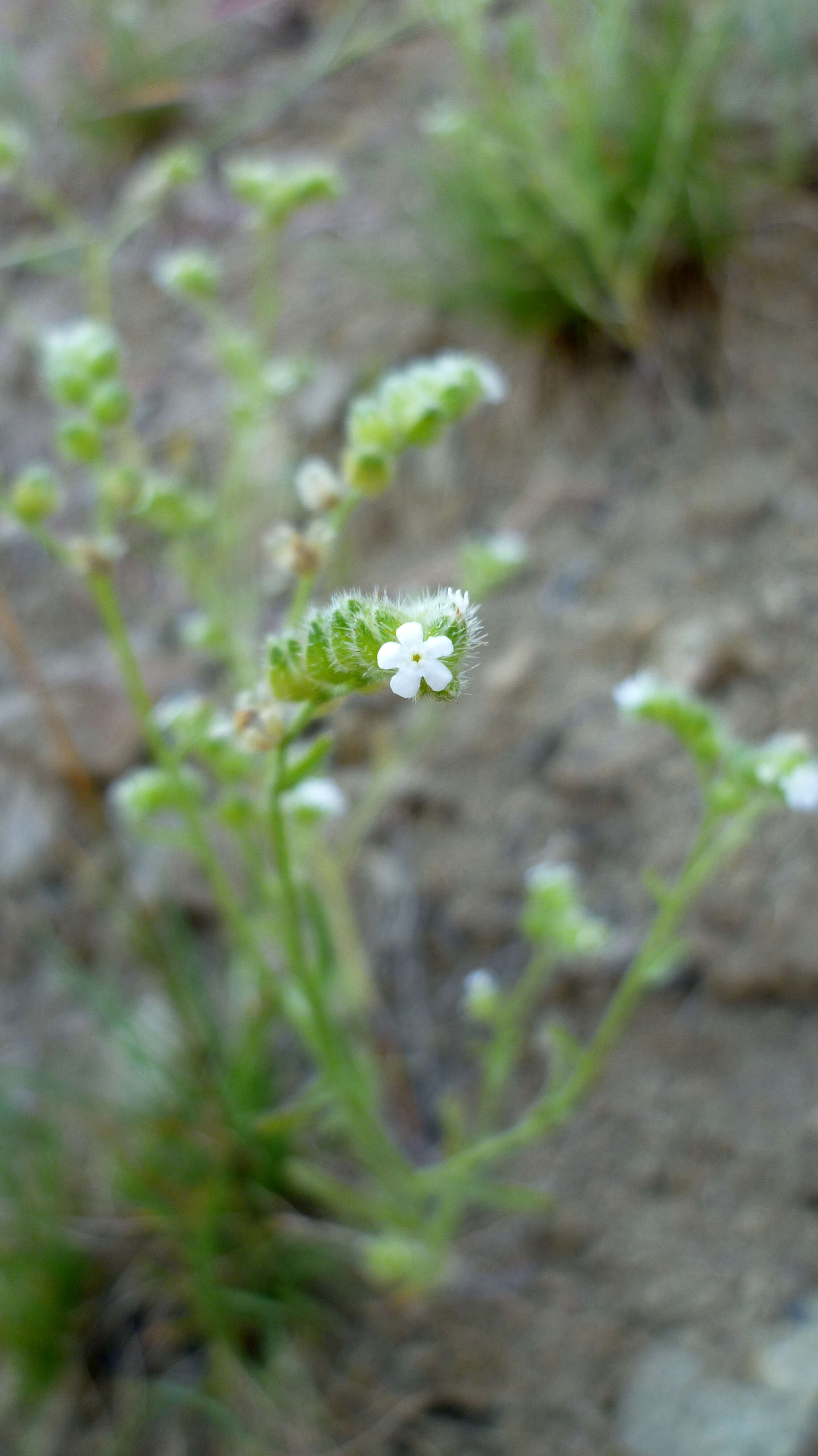 صورة Cryptantha pterocarya (Torr.) Greene