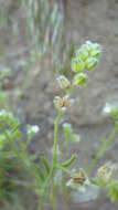 صورة Cryptantha pterocarya (Torr.) Greene