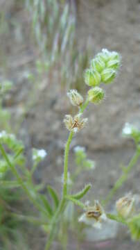 صورة Cryptantha pterocarya (Torr.) Greene