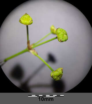 Imagem de Alisma lanceolatum With.