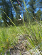 Image de Danthonia unispicata (Thurb.) Munro ex Macoun