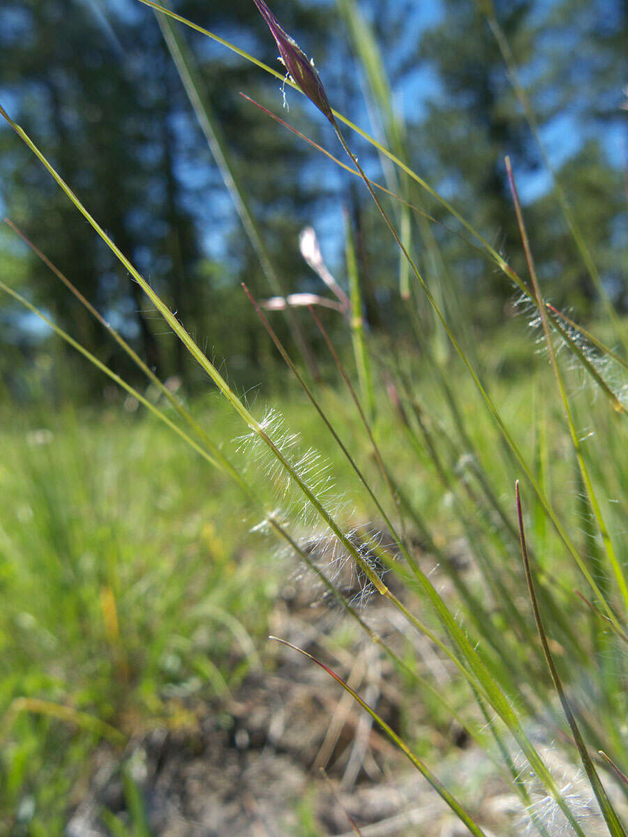 Image de Danthonia unispicata (Thurb.) Munro ex Macoun