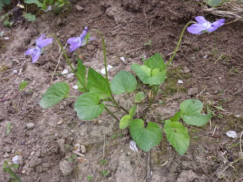 Image of common dog-violet