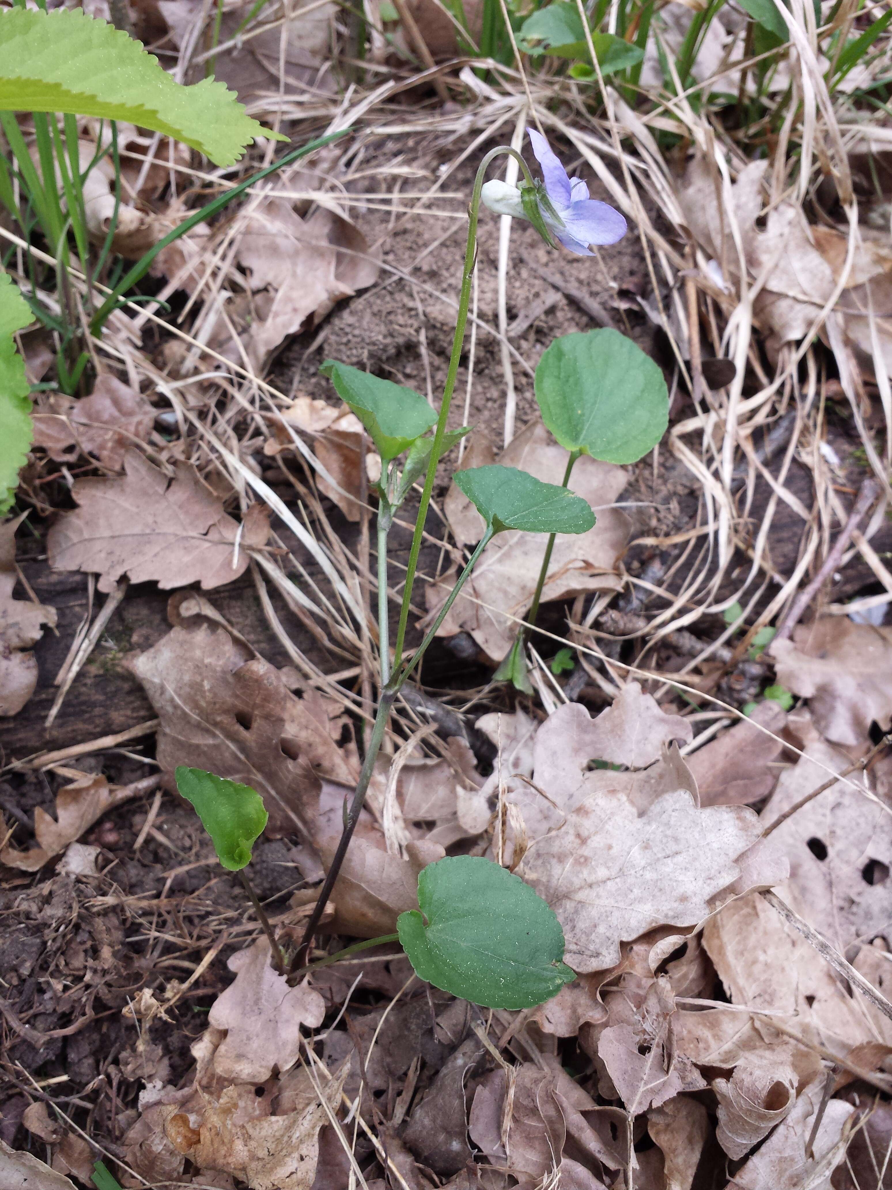 Image of common dog-violet