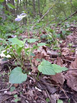 Image of common dog-violet