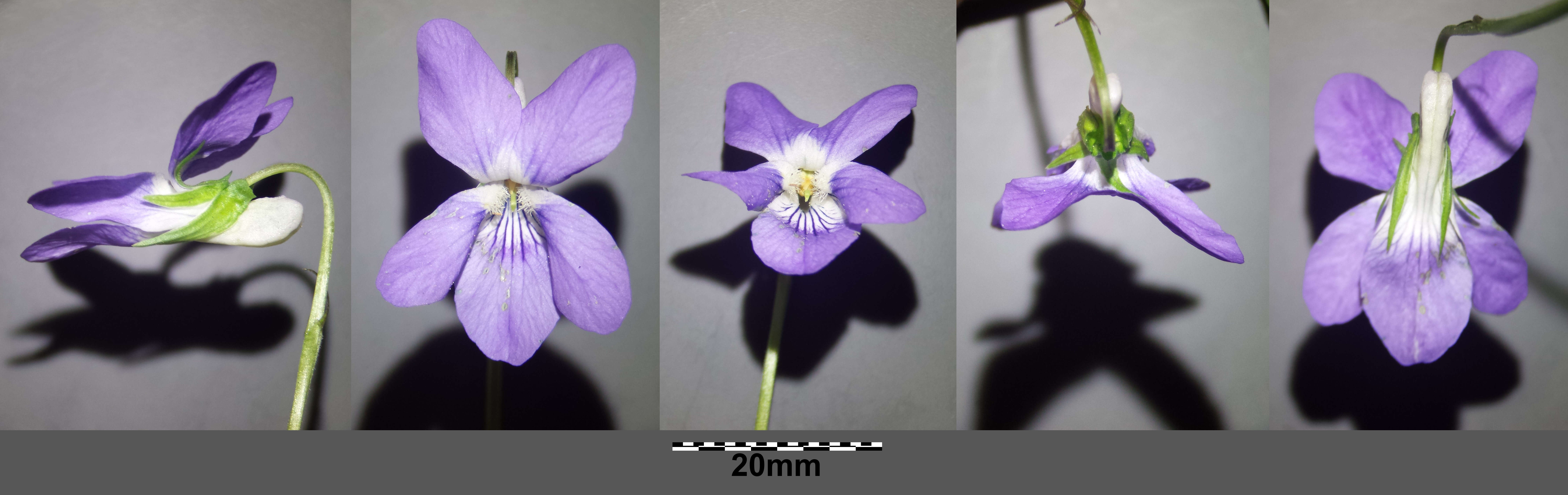 Image of common dog-violet