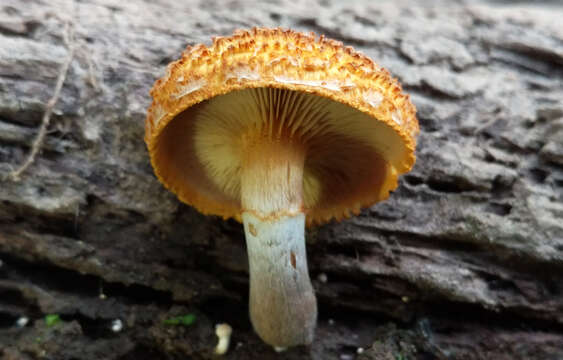 Image of Gymnopilus fulvosquamulosus Hesler 1969