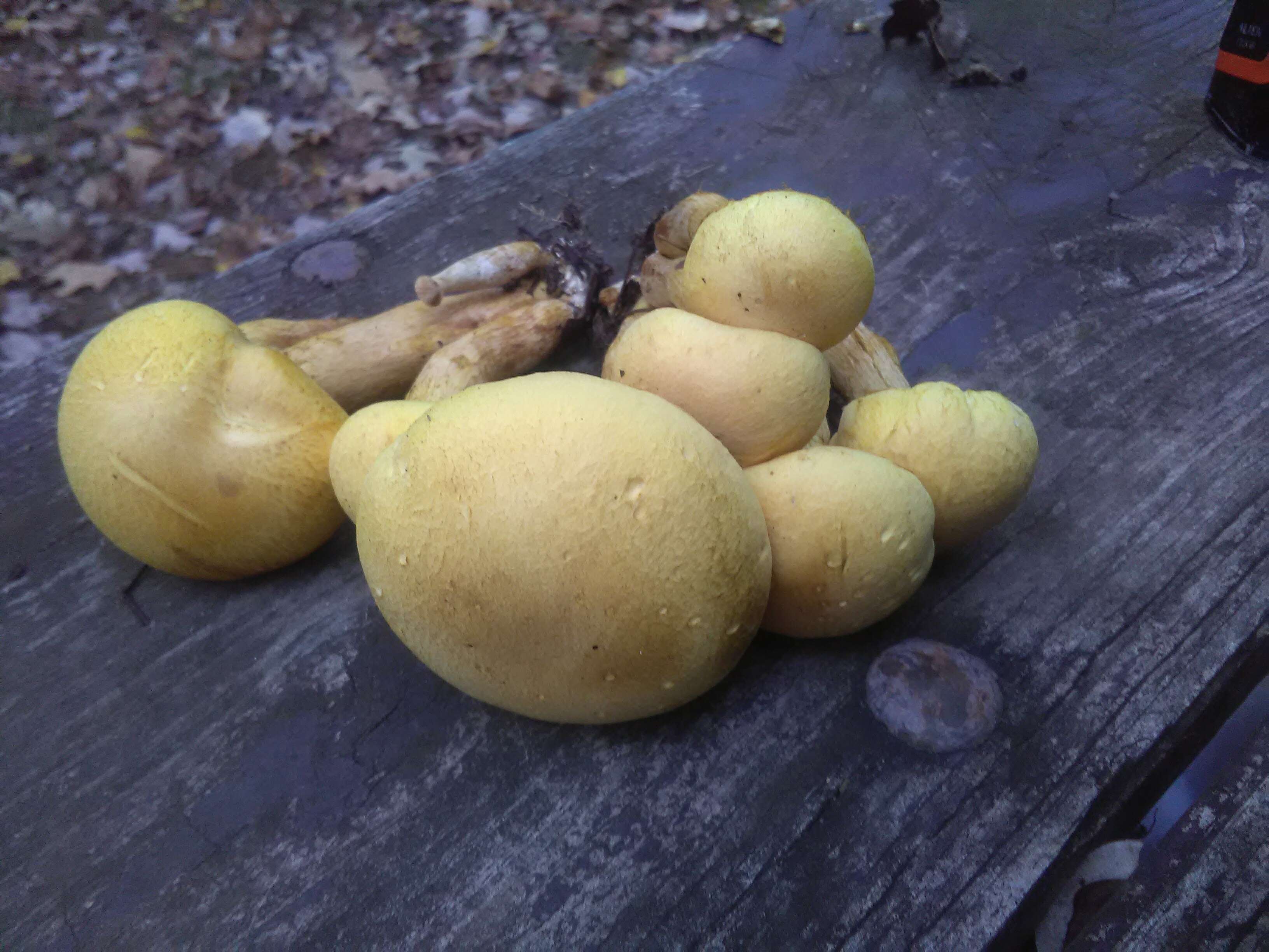 Image of Gymnopilus luteus (Peck) Hesler 1969