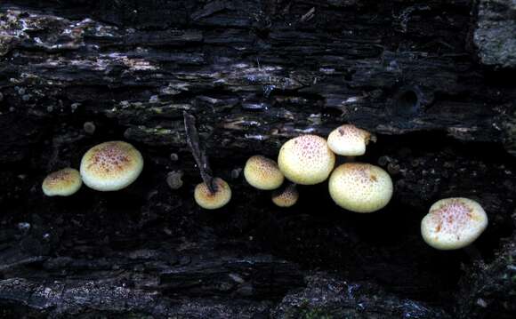 Image of Gymnopilus peliolepis (Speg.) Singer 1951