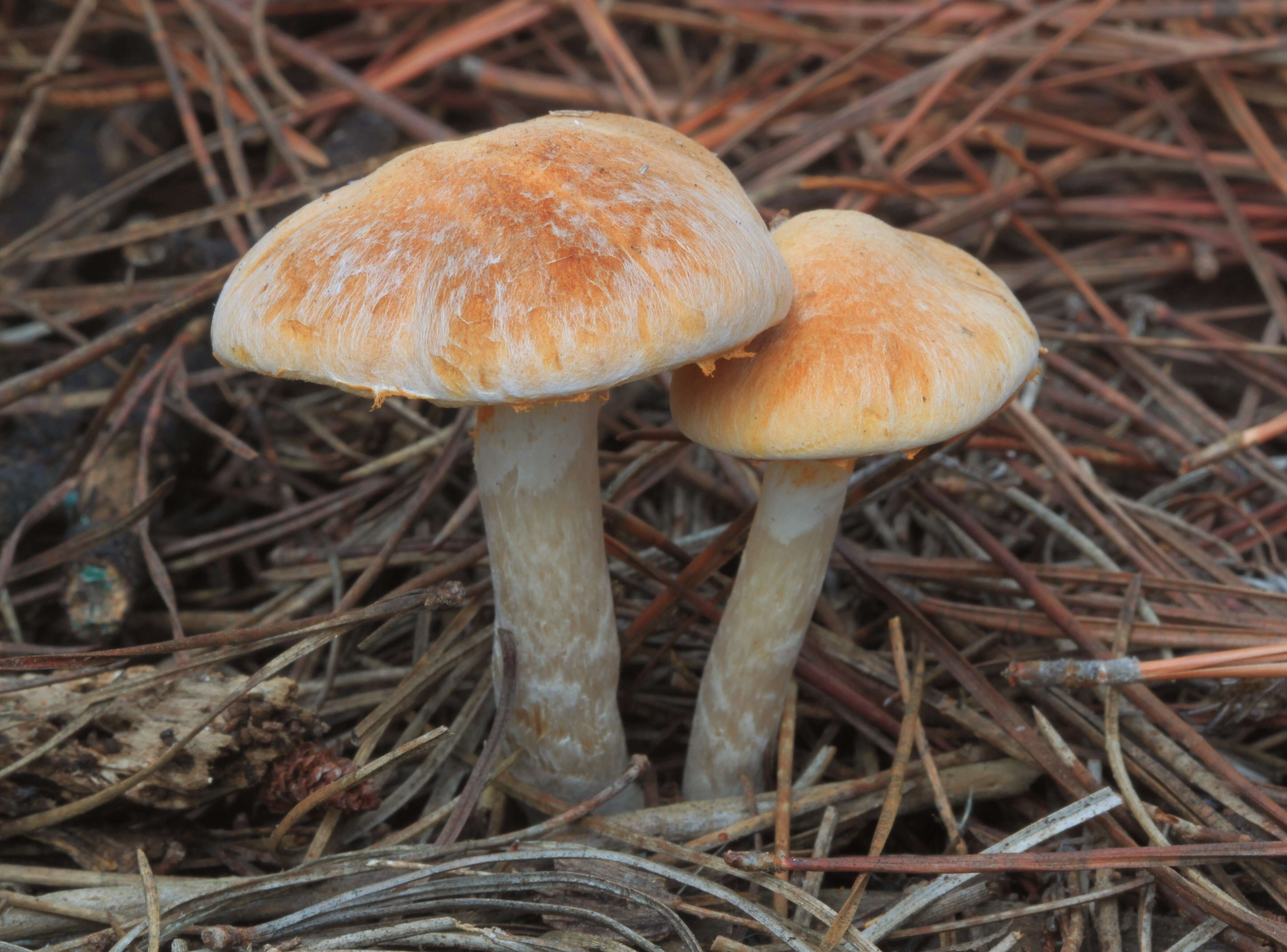 Image of Gymnopilus allantopus (Berk.) Pegler 1965