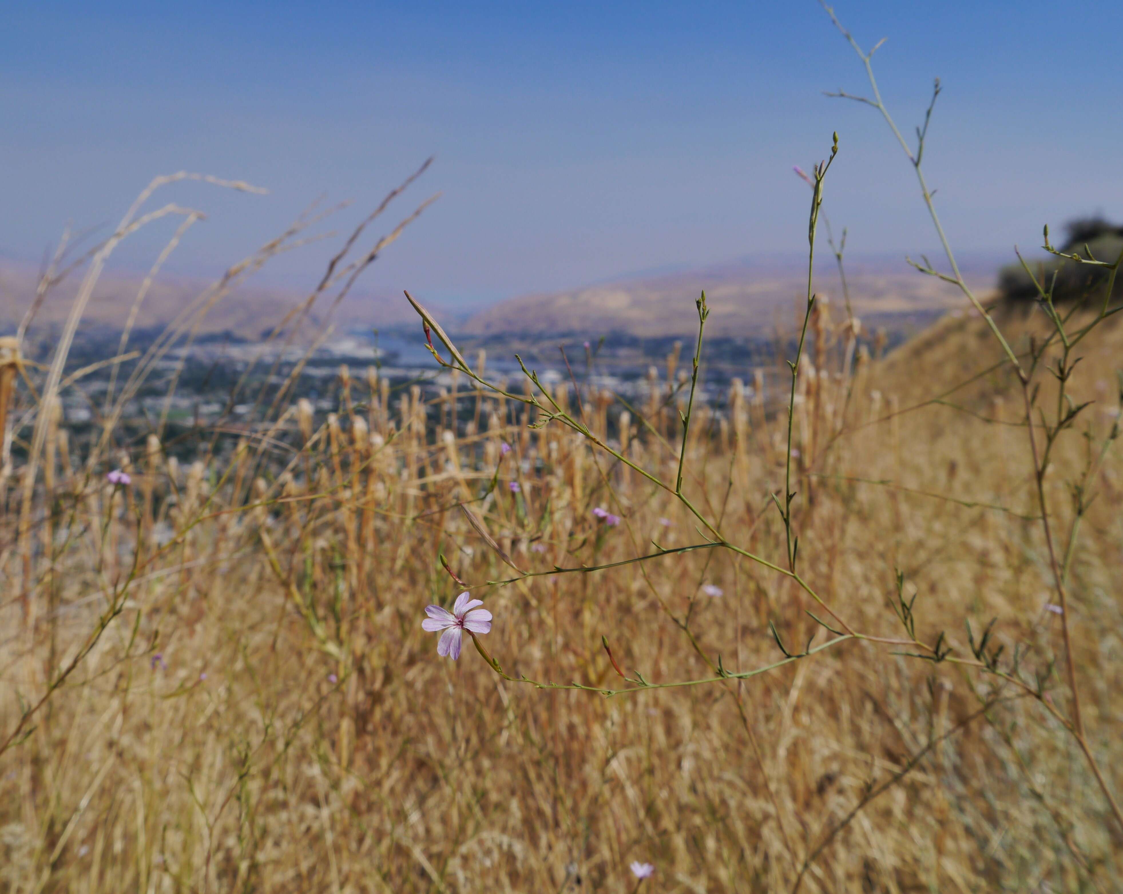 Image de Epilobium brachycarpum Presl