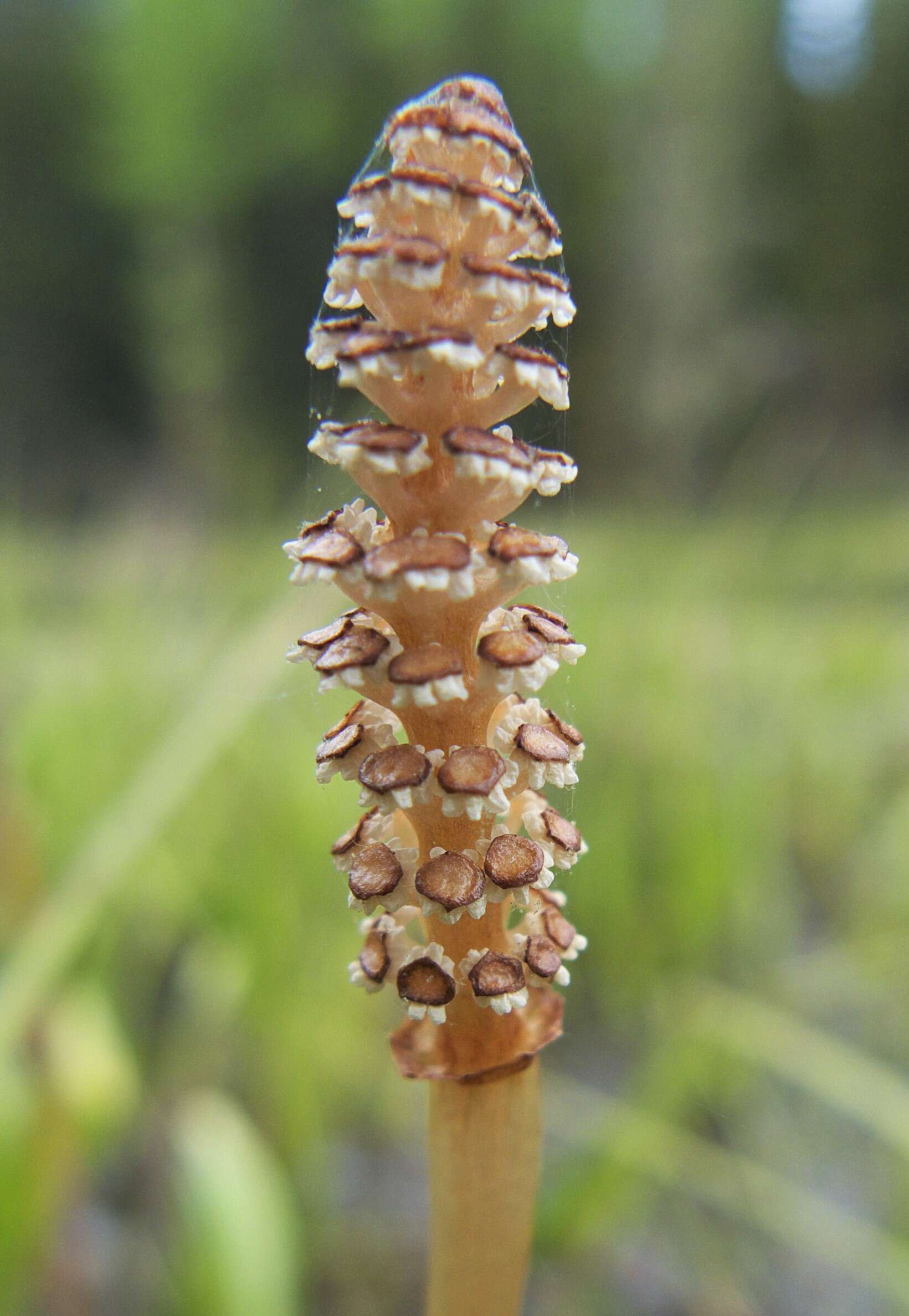 Image of field horsetail