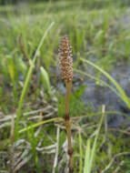 Image of field horsetail