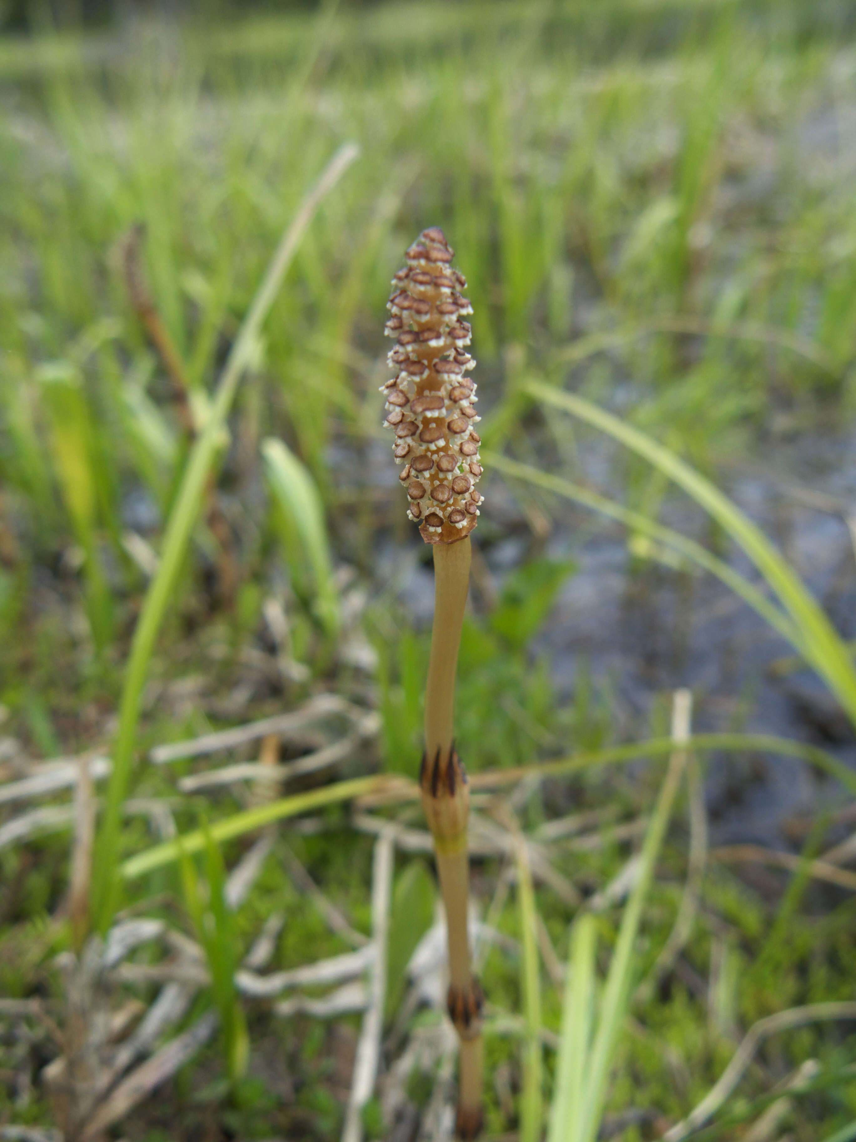 Image of field horsetail