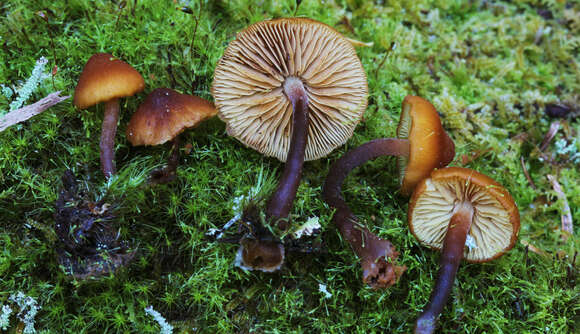 Imagem de Gymnopilus bellulus (Peck) Murrill 1917