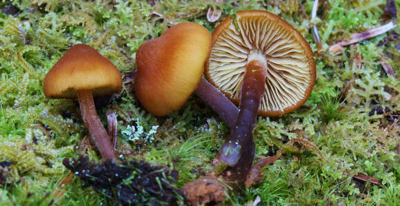 Image of Gymnopilus bellulus (Peck) Murrill 1917