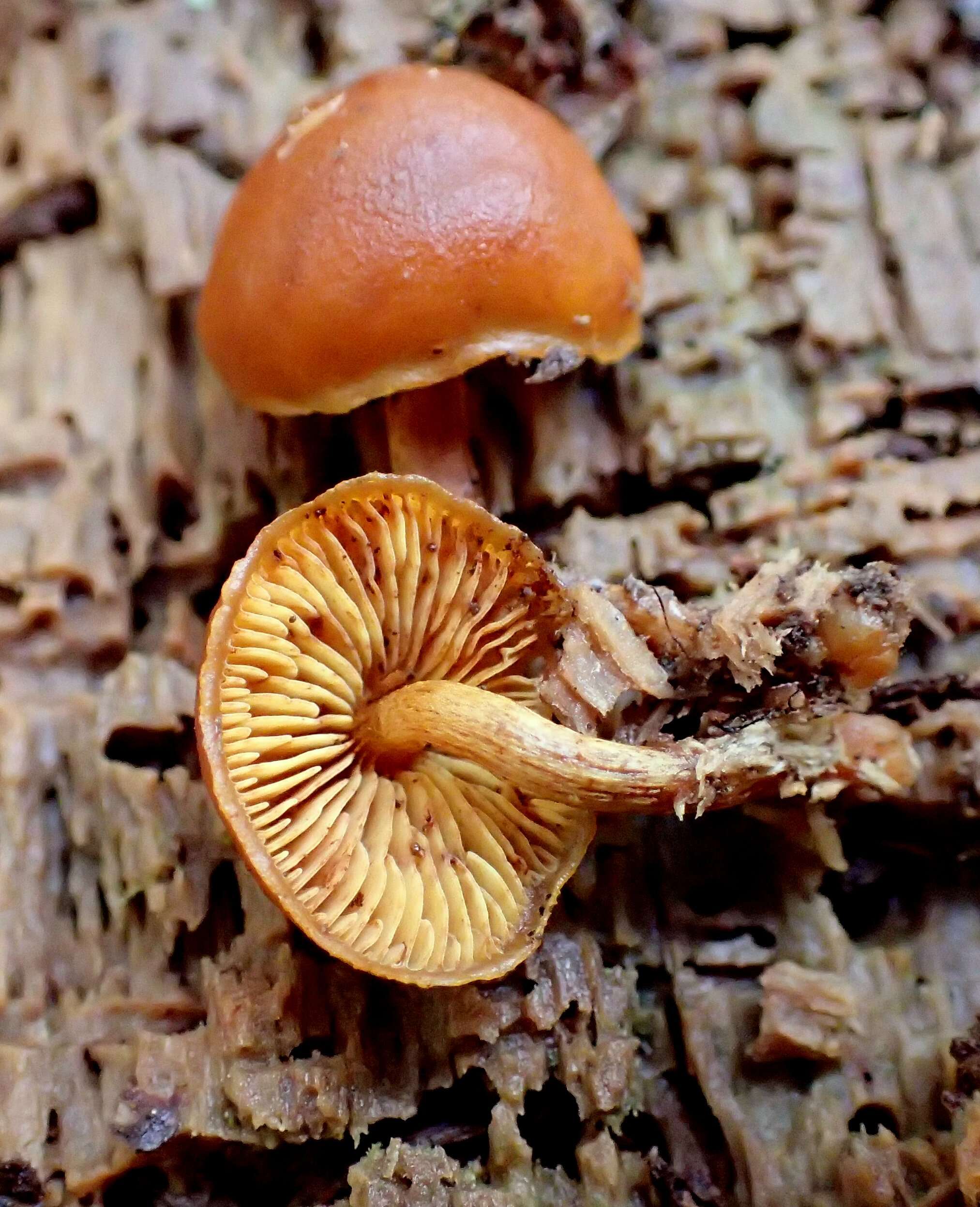 Imagem de Gymnopilus bellulus (Peck) Murrill 1917