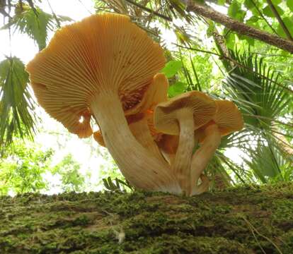 Image of Gymnopilus subtropicus Hesler 1969